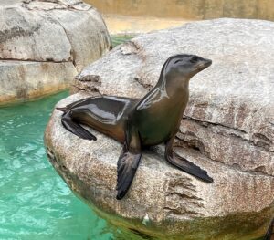 Sea lion