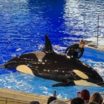 orche sea world