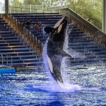 orche sea world