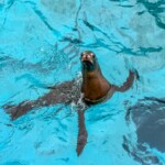 sea lion sea world