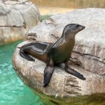 Sea lion